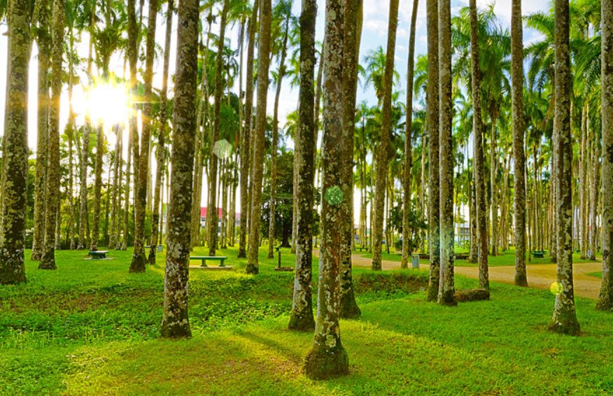 Palmtree Garden, Paramaribo, Suriname